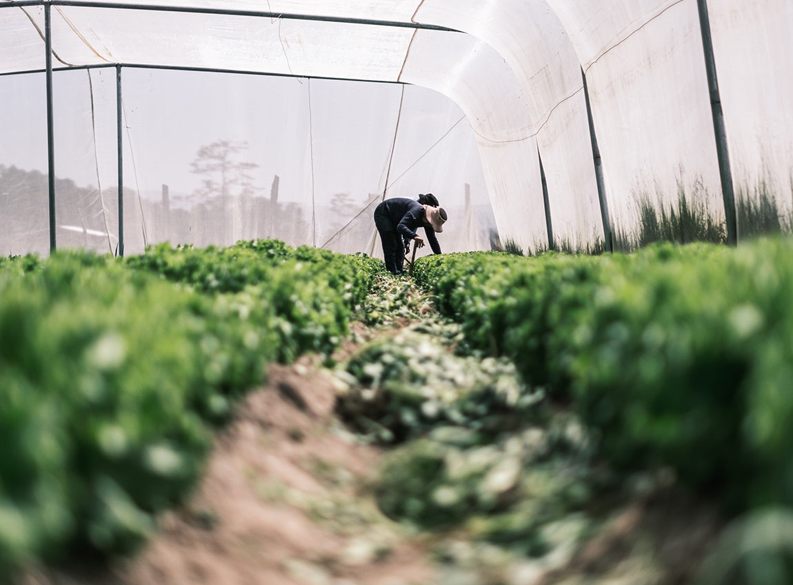 Two people garden inside a large, lush greenhouse.