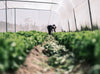 Two people garden inside a large, lush greenhouse.