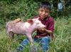 A smiling young boy in a burgundy T-shirt feeds a piglet.